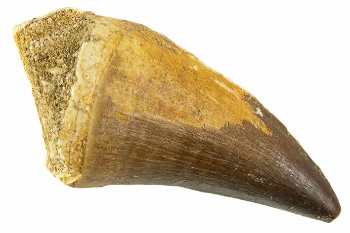 Fossil Mosasaur (Thalassotitan) Tooth - Morocco #332961